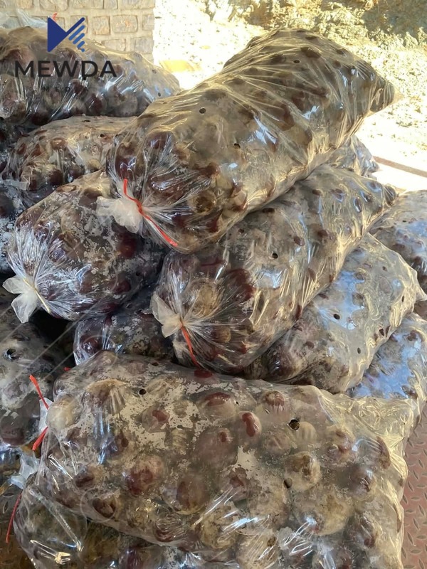 دەستگیرا بەسەر بڕی 500 کیلۆ چەوەندەر 