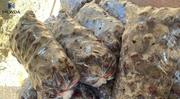 دەستگیرا بەسەر بڕی 500 کیلۆ چەوەندەر 