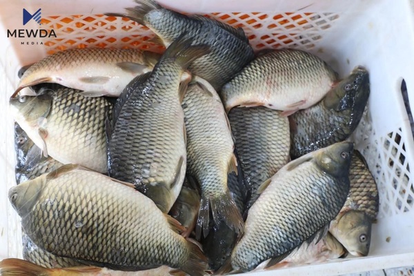 گۆشتى ماسى هه‌رزانبوو