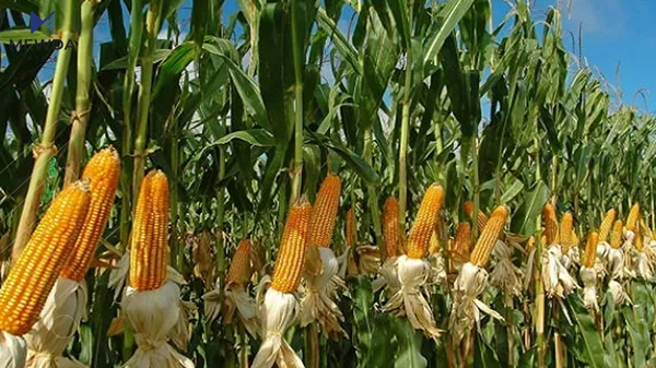 سوده‌كانى گه‌نمه‌شامى بۆ ته‌ندروستی