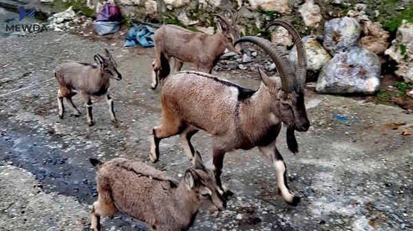 سروشتی گوندی بازێ لە دەڤەری بارزان