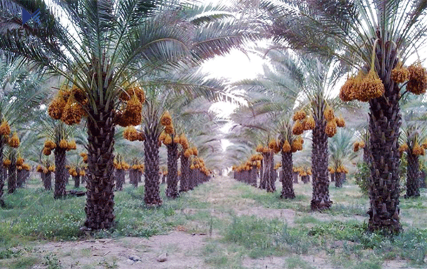 چاوەڕواندەكرێت بەرهەمی خورمای ئەمساڵی عیراق بگاتە 700 هەزار تۆن